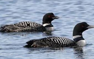 Loons on the lake.
